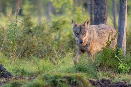 Wild Finland Ultimate Photo Tour – Viaggio Fotografico Finlandia