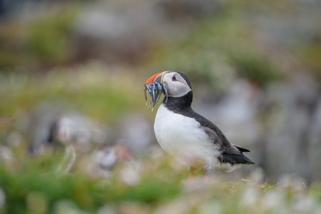 Wild Scotland – Viaggio Fotografico Scozia