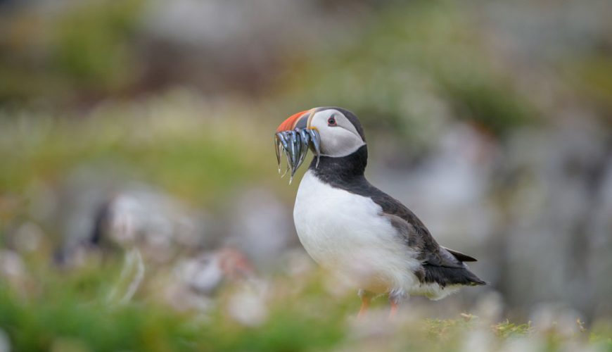 Wild Scotland – Viaggio Fotografico Scozia