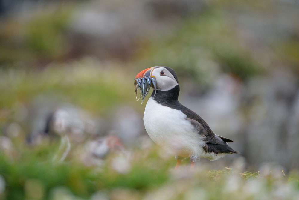 Wild Scotland – Viaggio Fotografico Scozia